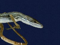 Green Spotted Grass Lizard Collection Image, Figure 2, Total 8 Figures